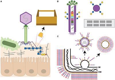 Bacteriophages and their unique components provide limitless resources for exploitation